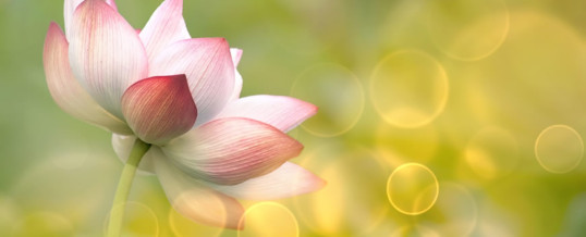 Meditación en Grupo